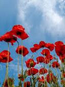 Ukraine marks Day of Remembrance and Reconciliation