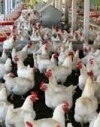 Jordan resumes poultry meat imports from Ukraine