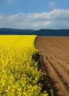 Parliament intends to simplify access to agricultural lands for Ukrainian famers
